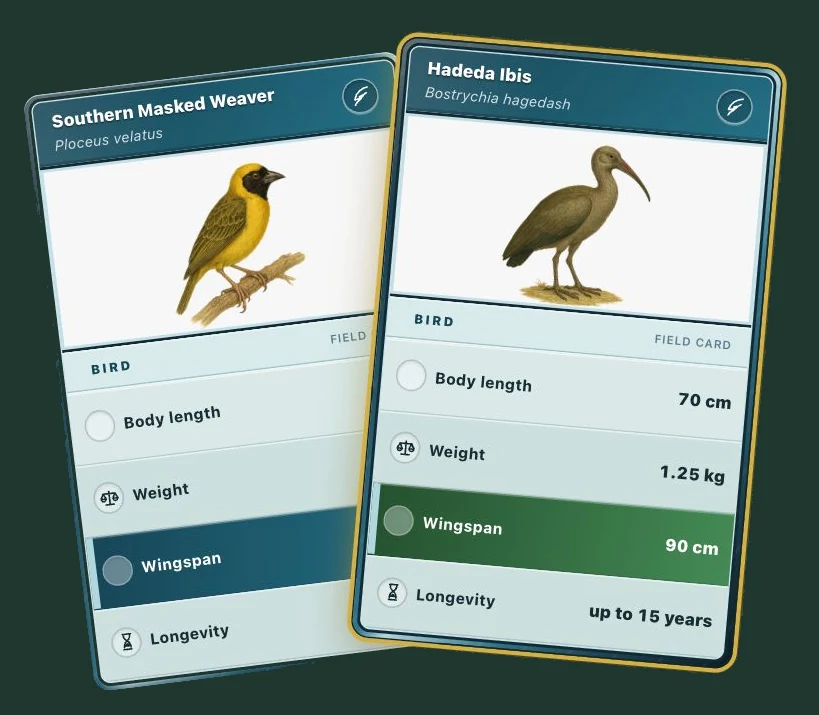 Card Clash bird cards comparing a Southern Masked Weaver and a Hadeda Ibis