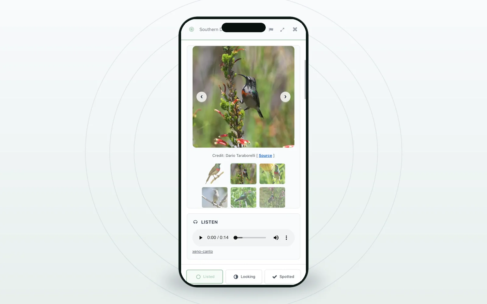 A Lumabit bird guide displayed on a mobile phone, showing a Southern Double-collared Sunbird and identification tools
